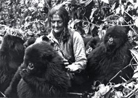 Dian Fossey po prostu kochała zwierzęta, których badaniem się zajmowała.