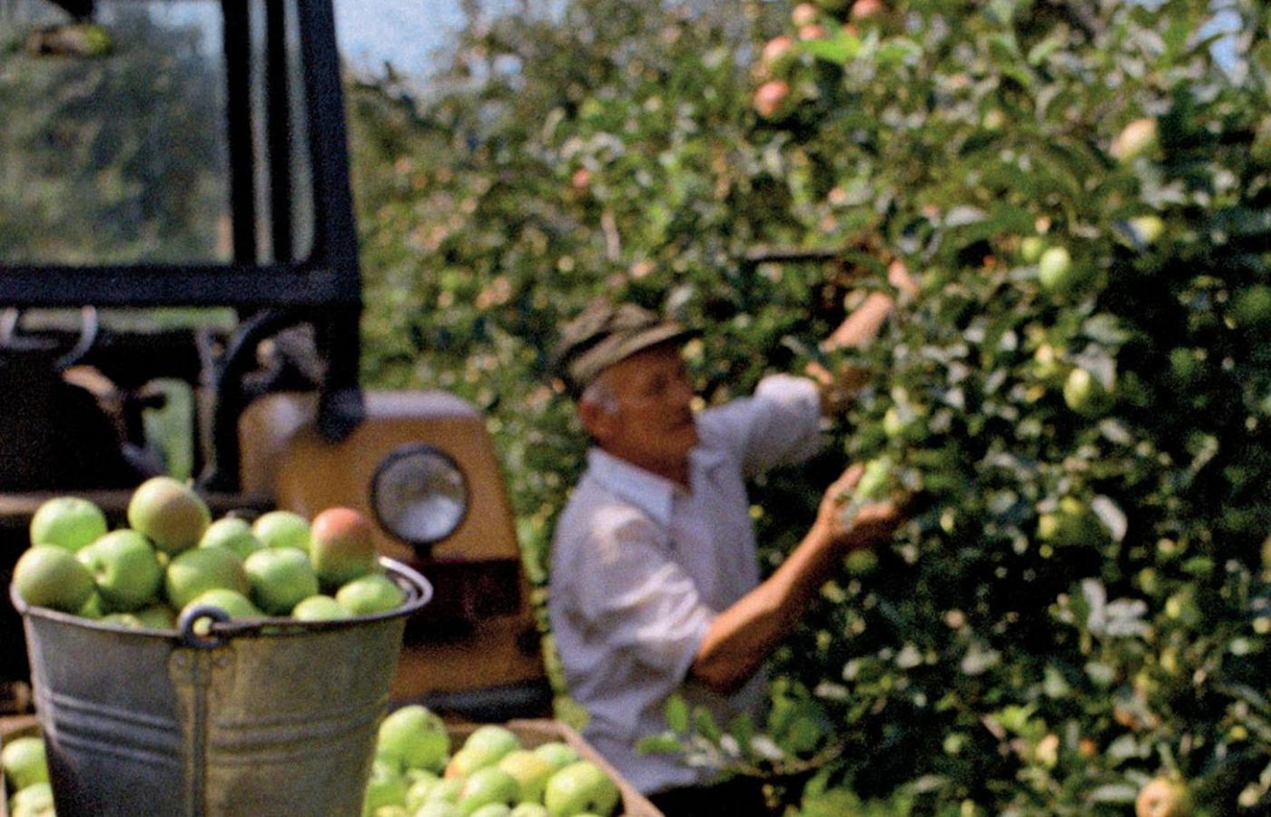 W tym roku zbiory jabłek będą większe od ubiegłorocznych aż o 51 proc.
