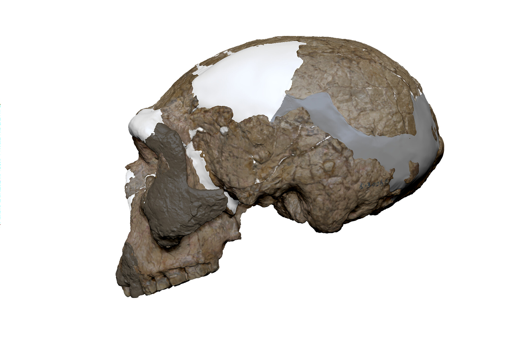 Człowiek Smok znów miesza w drzewie rodowym człowieka