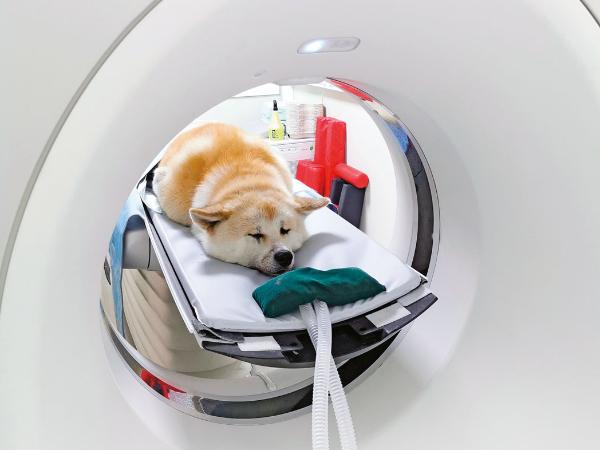 Dzisiejsze przychodnie weterynaryjne coraz częściej to już nie lecznice, ale kliniki przypominające ludzkie szpitale.