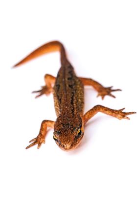 Samica traszki zwyczajnej.