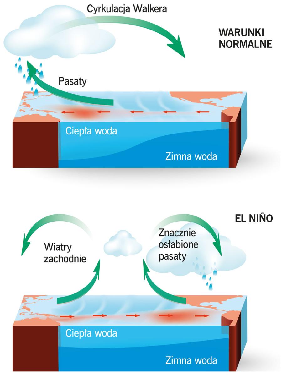 Podczas EL Niño ciepła woda przemieszcza się w kierunku wybrzeża Ameryki Południowej. W tym rejonie pojawiają się silne opady deszczu oraz następuje wstrzymanie wypływania (upwelling) zimnych wód z głębin.