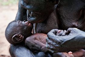 Szympansy od dekad budzą wielkie zainteresowanie, gdyż wśród małp człekokształtnych – do których należą ludzie, goryle, orangutany i gibony – to z nimi jesteśmy najbliżej spokrewnieni.