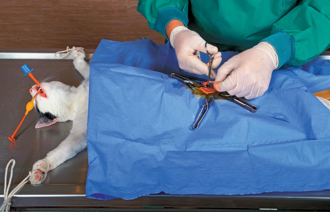 Medycyna weterynaryjna jest skupiona na leczeniu zwierząt domowych.