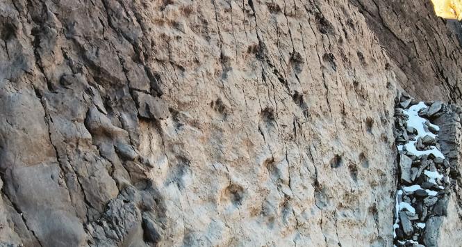 Jedne z najlepiej zachowanych odcisków na tym nowo odkrytym stanowisku przedstawiają ślady długich stóp dinozaurów, z widocznymi palcami i pazurami tych triasowych bestii.