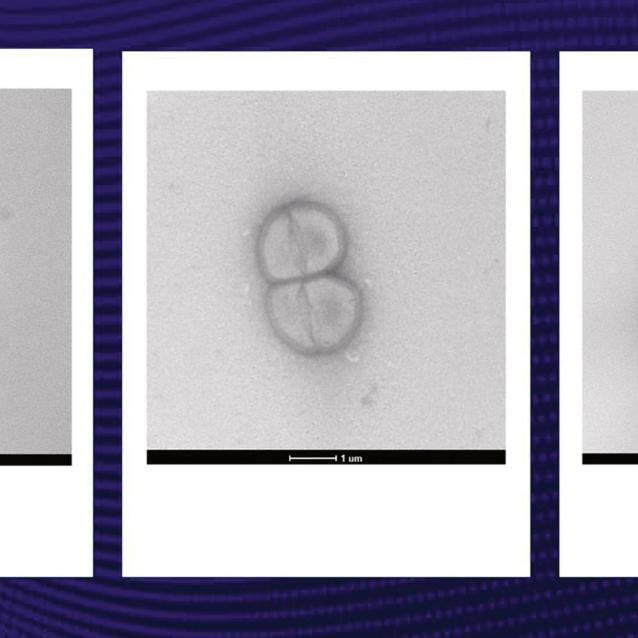 Testy na bakteriach Deinococcus radiodurans.