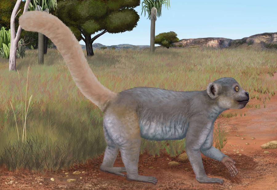 Archaeolemur edwardsi – wymarły gatunek dużego lemura z Madagaskaru.