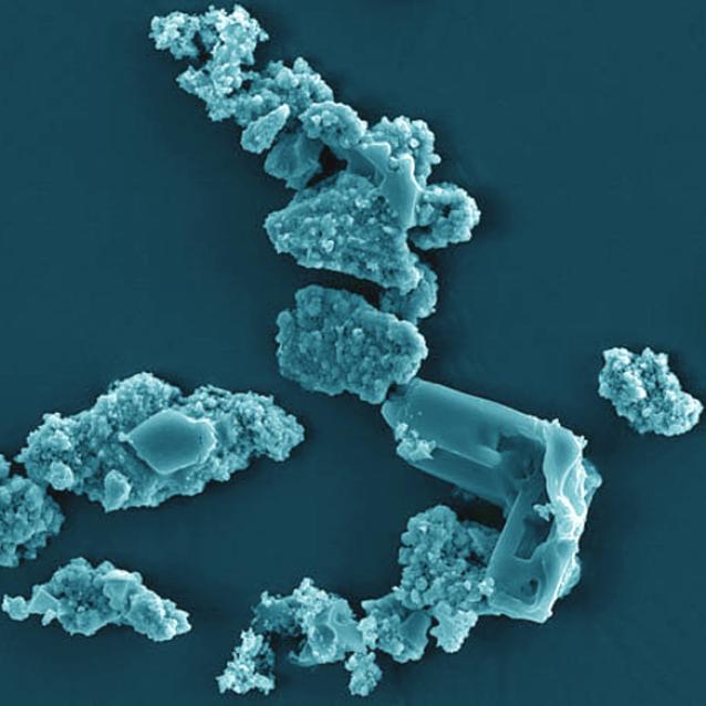 Komórki Metallosphaera sedula kolonizujące powierzchnię meteorytu Northwest Africa 1172/Milojevic i in.