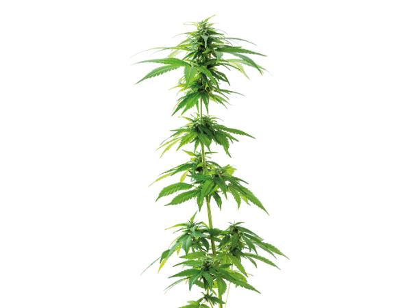 Marihuana