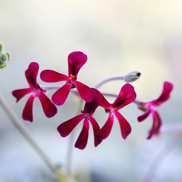 Niech rozkwitną pelargonie, czyli czas na szacunek dla wiedzy rdzennej