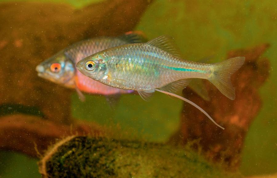 Samica różanki za pomocą długiego pokładełka składa ikrę do wnętrza małża.