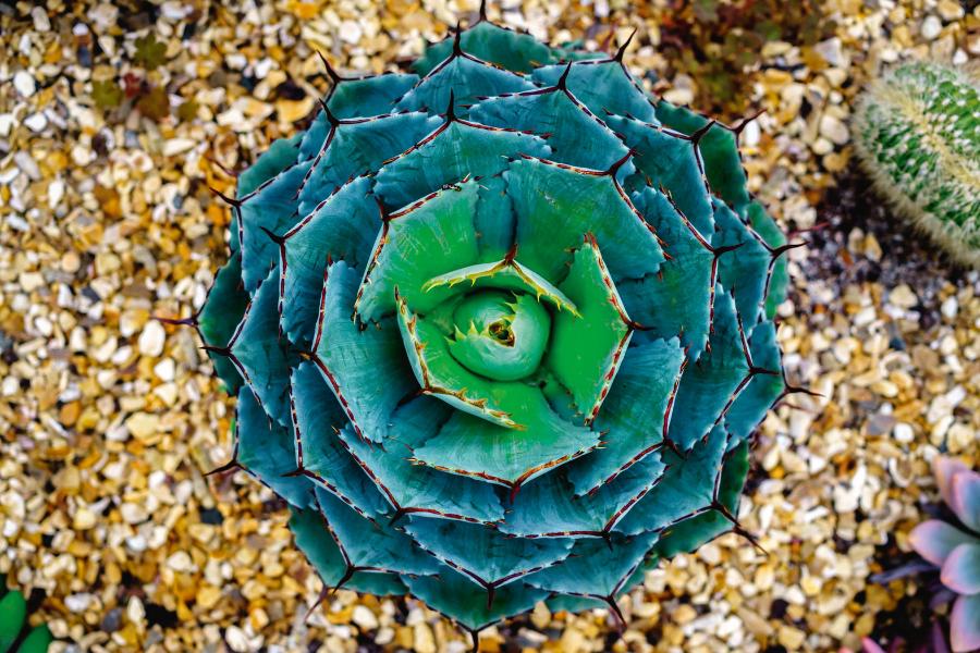 Spiralnie ułożone liście Agave potarorum można podziwiać w naturze w rejonach półpustynnych.