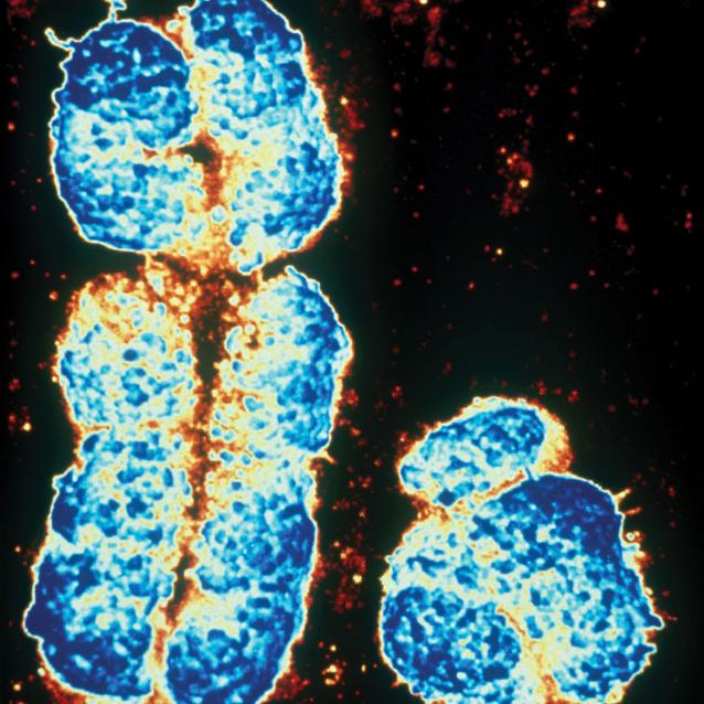 Chromosomy X i Y człowieka.