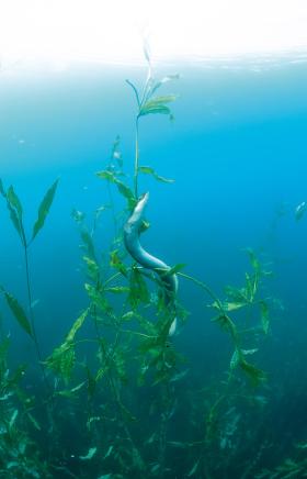 Węgorz europejski jest rybą poszukiwaną, drogą, do tego zagrożoną wyginięciem.