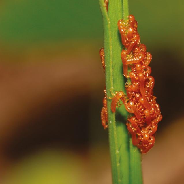 Larwy majkowatych (inaczej oleicowatych, Meloidae, rodzina owadów z rzędu chrząszczy) tworzą skupiska przypominające kwiaty.