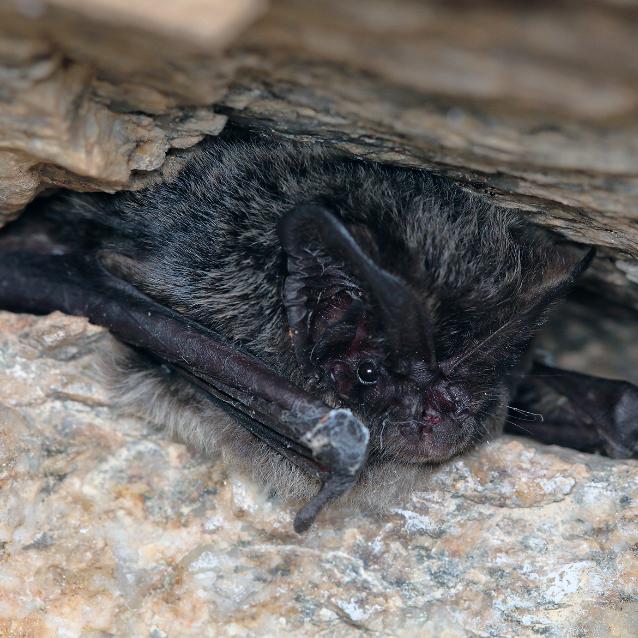 Mopek jest tylko jeden. Kolejna polemika z tekstem „Jaki znak twój? Orzeł biały? Już nie”
