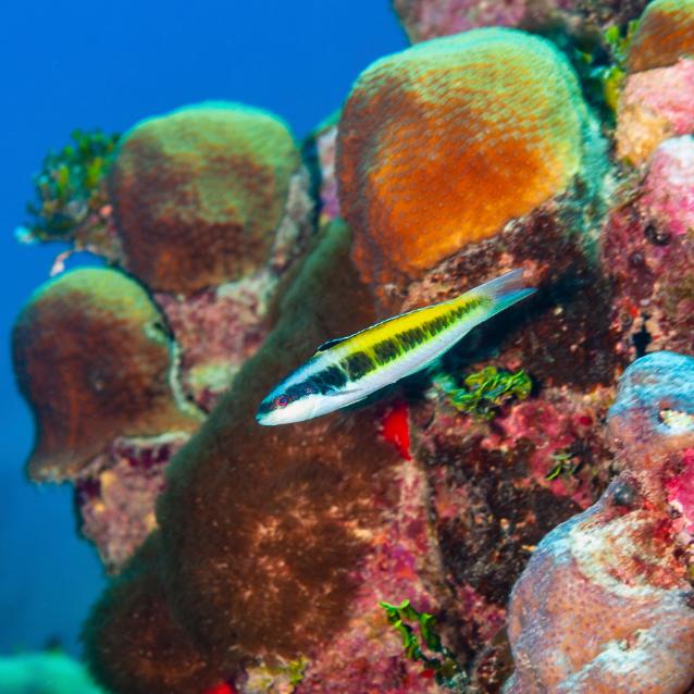 Thalassoma bifasciatum