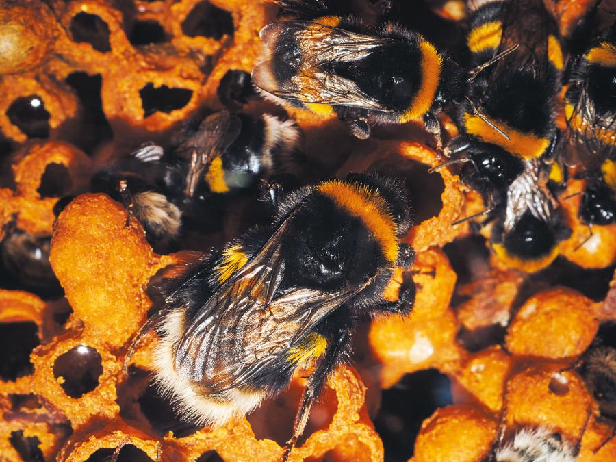 Królowa trzmieli i robotnice opiekują się gniazdem. Otwarte struktury woskowe są pojemnikami na miód lub pyłek; zamknięte zawierają larwy.