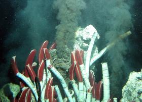 Czarny dymnik pola hydrotermalnego na East Pacific Rise. Wokół wieloszczety osiadłe - rodzaj pierścienic o robakowatym ciele. Wieloszczety bardzo lubią ciepłą i zmineralizowaną wodę.