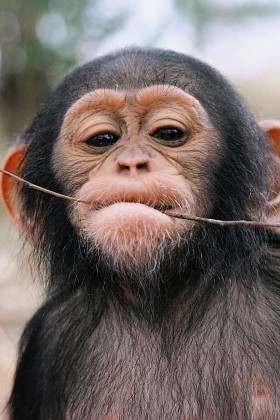 Szympansy zwyczajne są mniej tolerancyjne i reagują agresją wobec obcych przedstawicieli własnego gatunku.