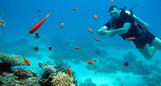 Rafa koralowa na Morzu Czerwonym