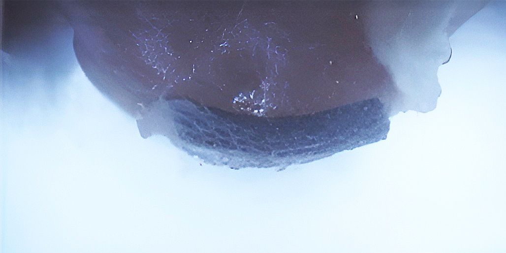 Przenosi komórki i stymuluje ich wzrost. Oto nowy milirobot