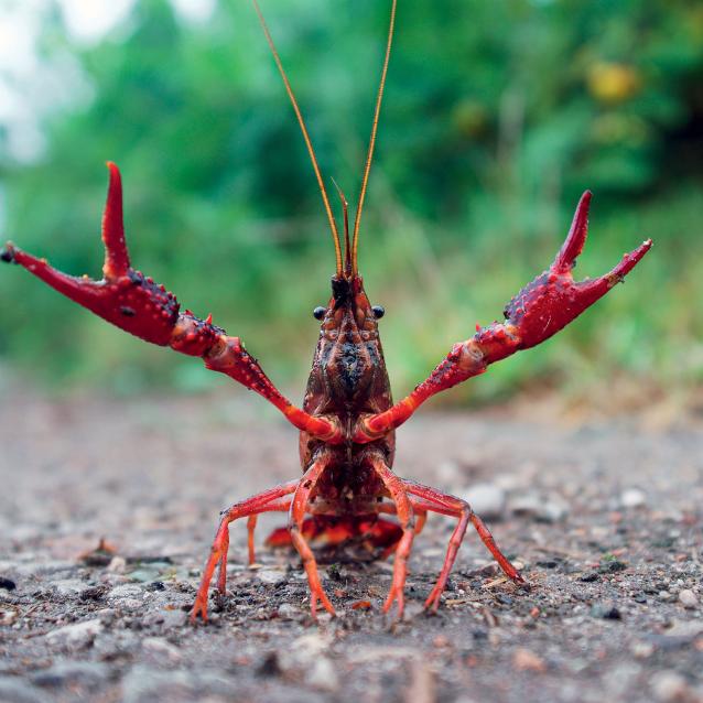 Dorosły rak luizjański (Procambarus clarkii) w pozycji bojowej.