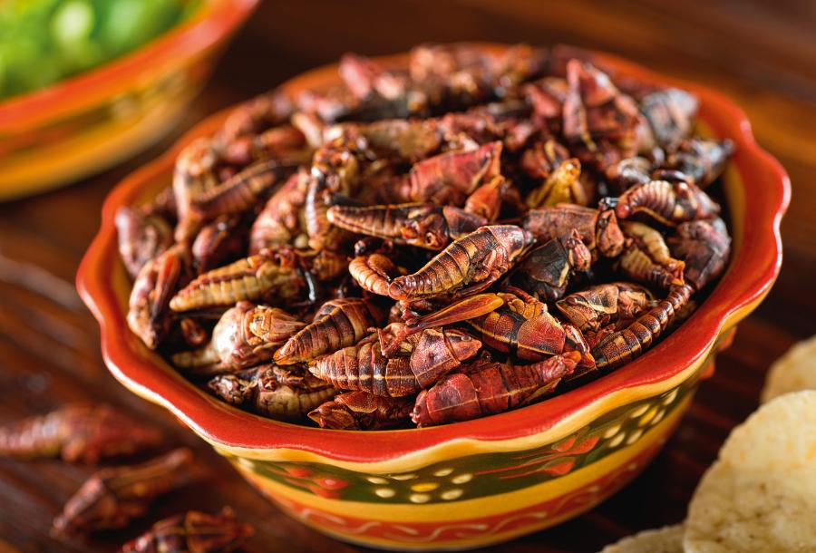 Chapulines to w Meksyku wielki przysmak.