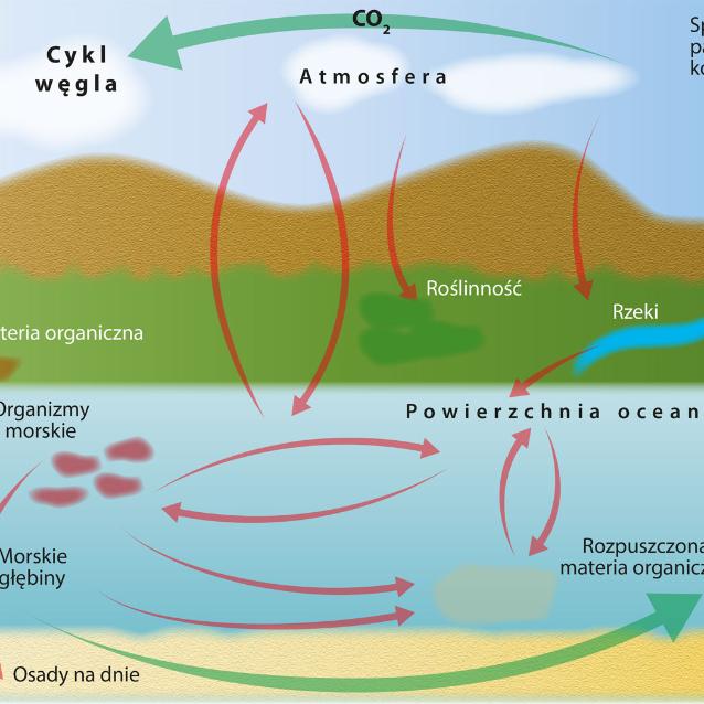 Obieg węgla w przyrodzie. Ogromne ­ilości CO2 trafiają do oceanów, zmniejszając ­skutki globalnego ocieplenia.
