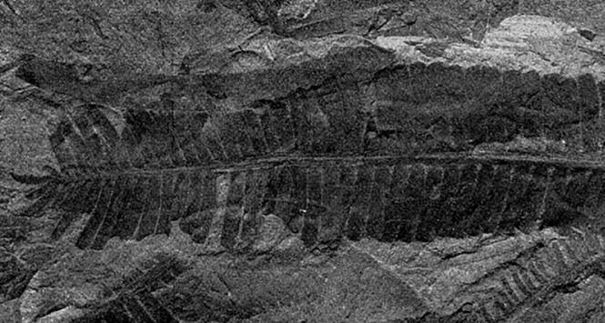 Odcisk gałęzi mezozoicznego sagowca