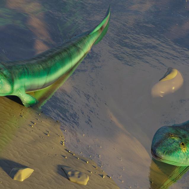 Tiktaalik, czyli prehistoryczna ryba, która mogła żyć w środowisku wodno-lądowym.