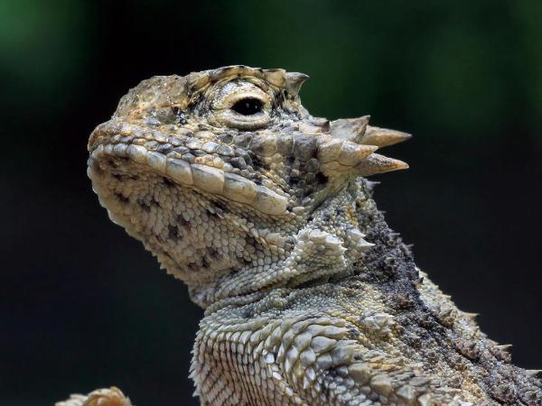Frynosoma rogata zamieszkuje suche, górzyste i kamieniste tereny, w których wody jest jak na lekarstwo.