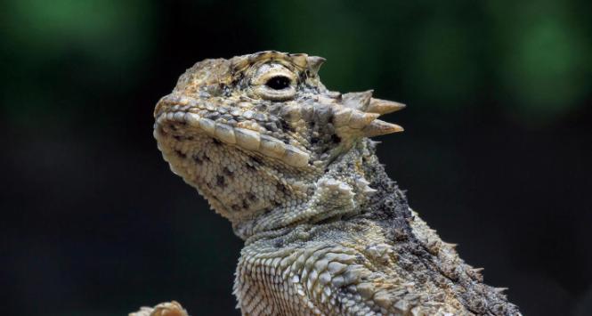 Frynosoma rogata zamieszkuje suche, górzyste i kamieniste tereny, w których wody jest jak na lekarstwo.
