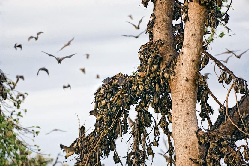 Kasanka. Od października do grudnia zlatują tu miliony owocożernych nietoperzy.