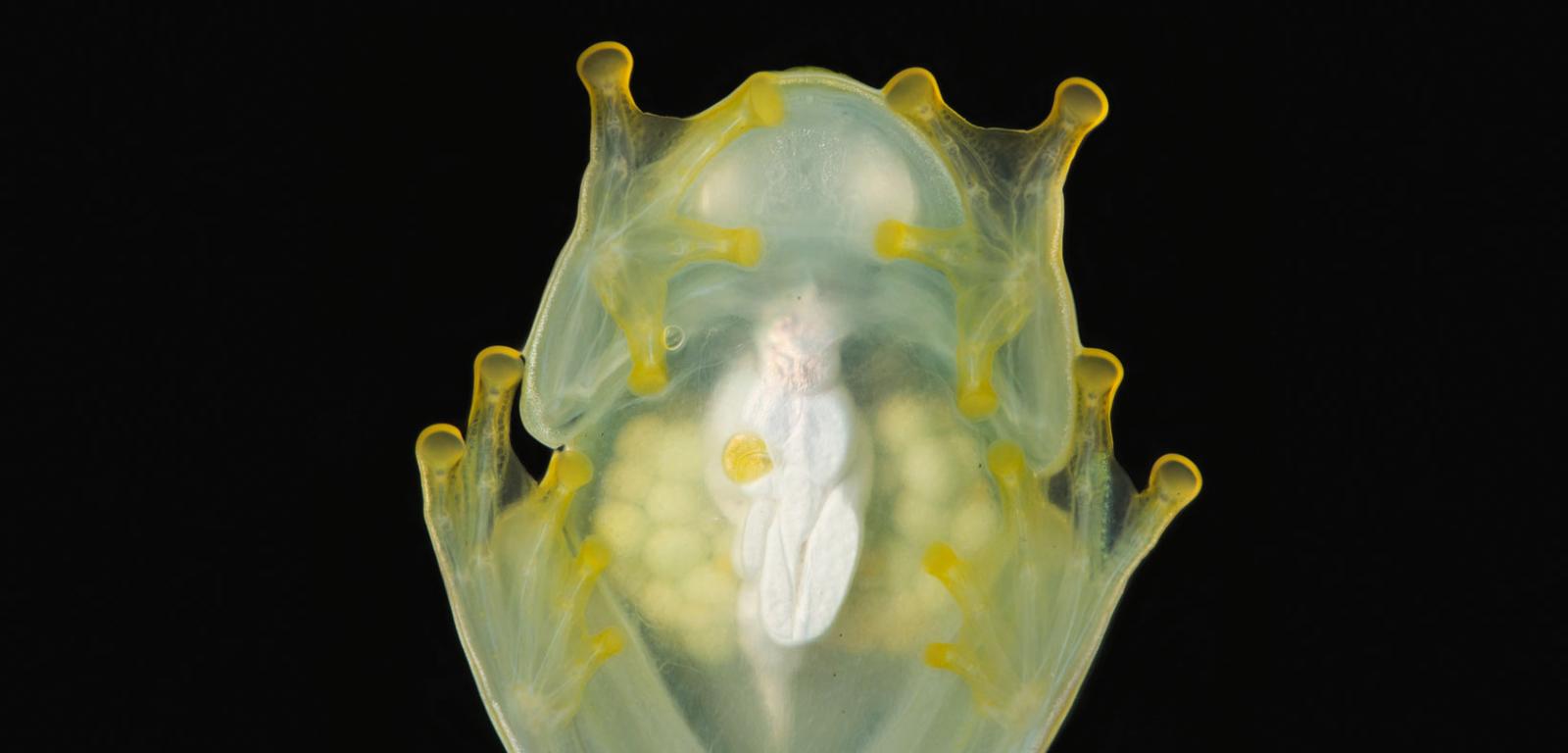 Samica H. fleischmanni w czasie snu. Przez przezroczyste ciało widać jajniki i obecne w nich jaja (lewa i prawa strona).