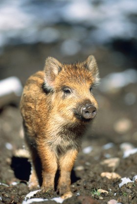 Małe zwierzęta poruszają serce każdego. Trzeba jednak pamiętać, że dziki, kuny i sarny powinny pozostać dzikie.