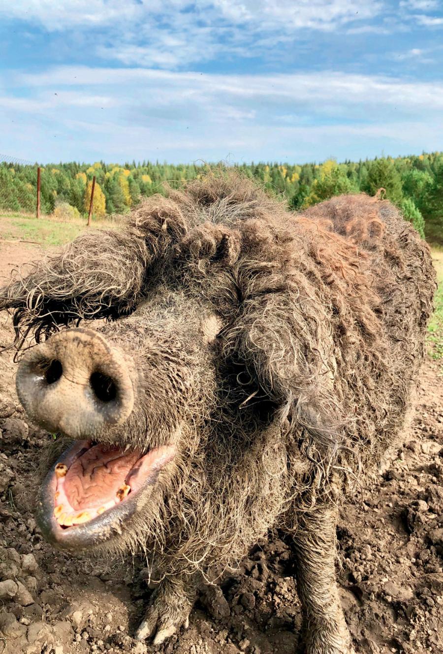 Włochata świnia mangalica (węgierska rasa) w błocie.