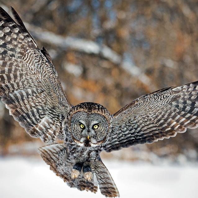Puszczyk mszarny (Strix nebulosa) w 2010 r. dołączył do listy gatunków lęgowych w Polsce. Pierwsze jego lęgi zanotowano w Lasach Sobiborskich na Lubelszczyźnie.