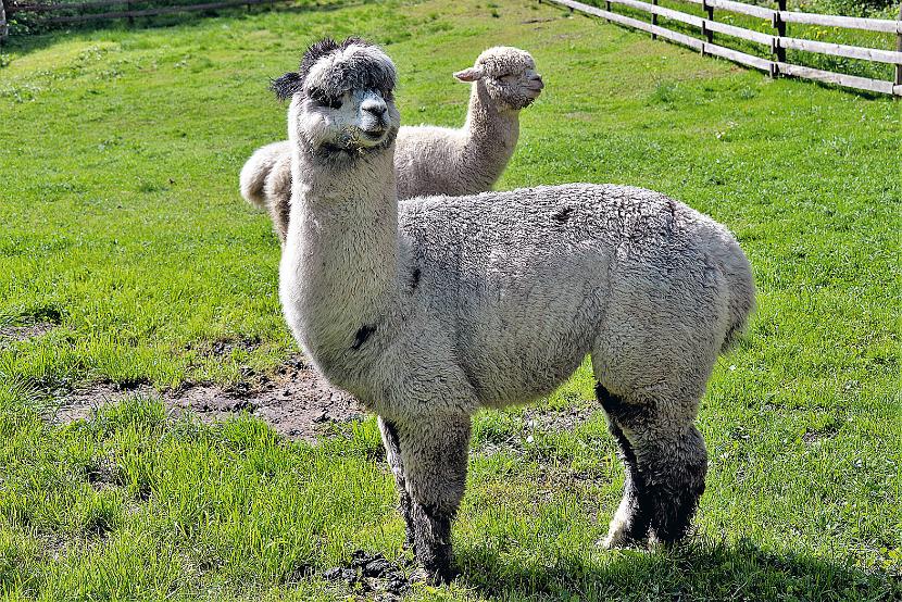 Alpaka (Lama pacos), ssak trawożerny z rodziny wielbłądowatych, występujący w Ameryce Południowej.