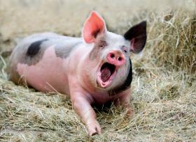W sumie w całej Polsce zarazę złapało 10 świń.