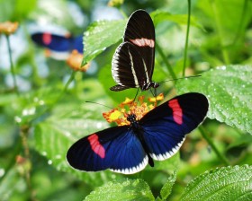 Helikon trójbarwny. Motyl z Ameryki Południowej, stosujący - zwłaszcza podczas zbierania nektaru - tzw. mimikrę Mullerowską. Jego barwy sygnalizują potencjalnym drapieżnikom, że  motyl jest niejadalny (trujący). Naukowcy znaleźli gen tej mimikry.