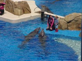 Delfinoterapia nie jest ani skuteczna w leczeniu autyzmu - i wielu innych chorób - ani bezpieczna. To jedynie dochodowy biznes. Na zdjęciu Orlando Sea World Dolphins.