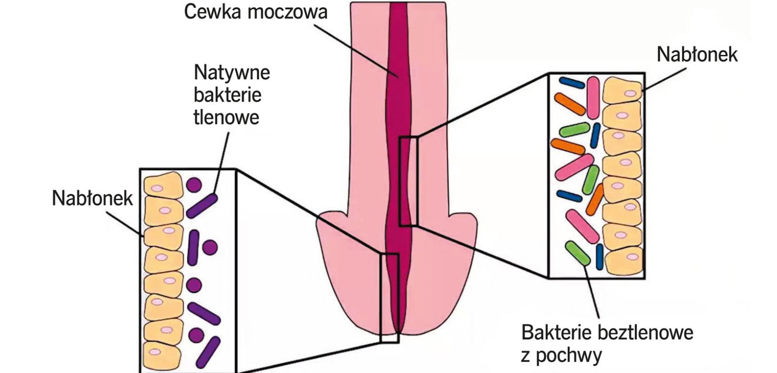 Populacje bakterii zasiedlające różne rejony męskiej cewki moczowej.