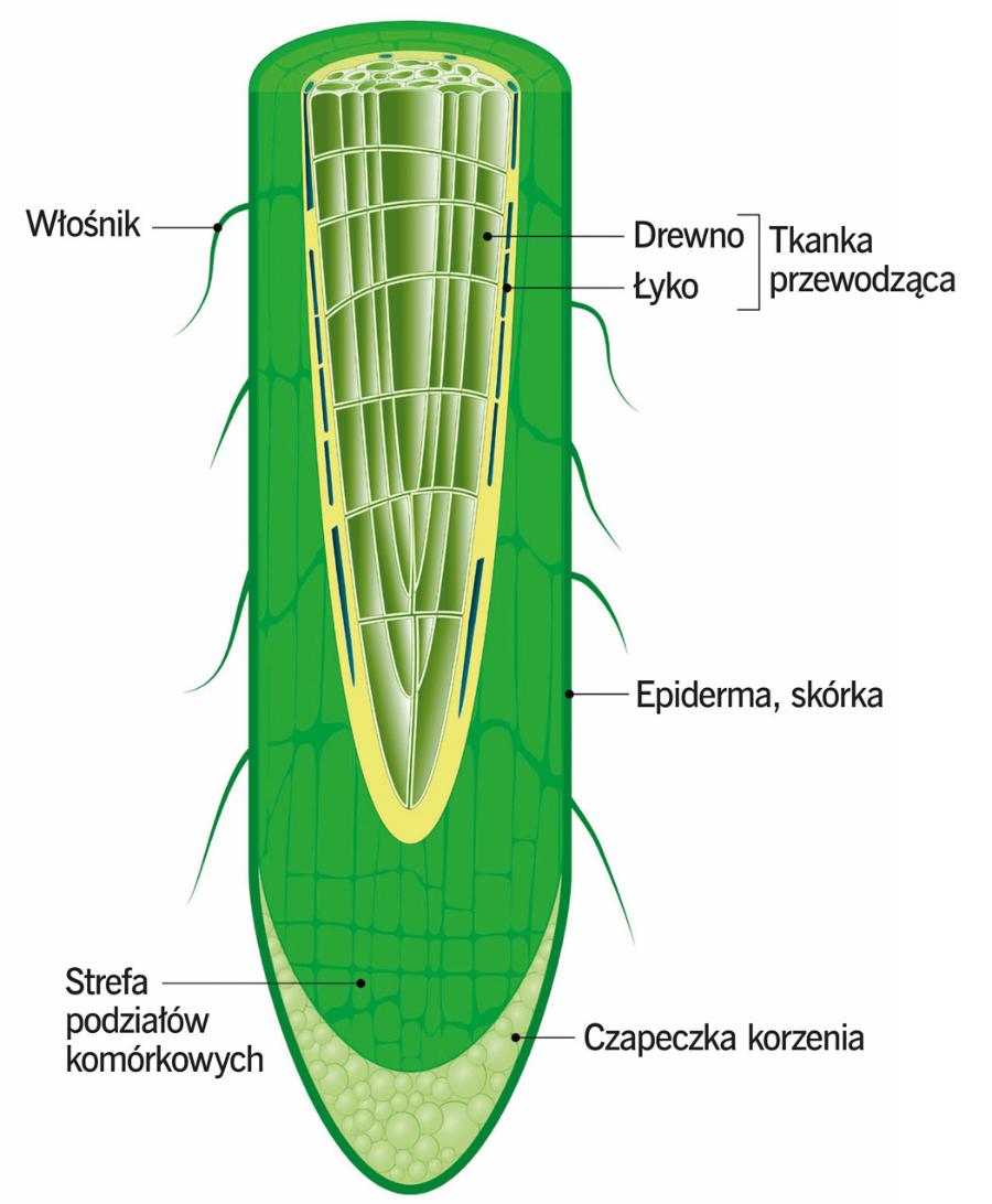 Schemat przekroju podłużnego korzenia.