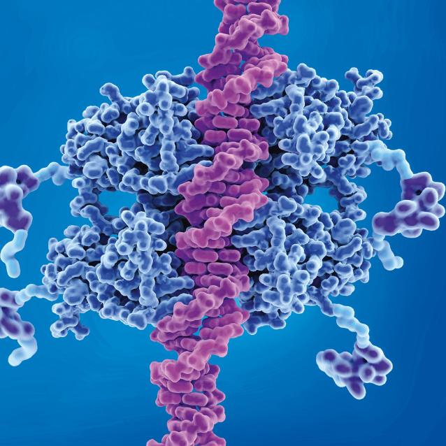 Białko p53 wiąże się z DNA.