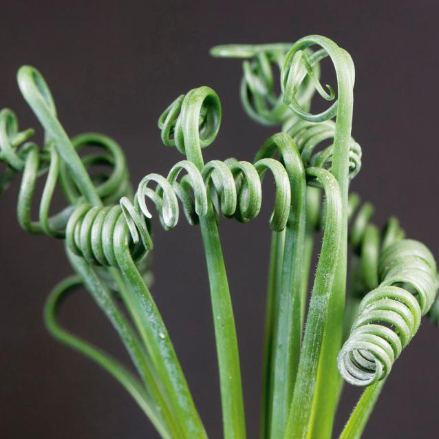 Albuca spiralis należy do rodziny szparagowatych. Ma spiralnie poskręcane (zazwyczaj gładkie) liście i w internecie bywa nazywana rośliną sprężynką. Pochodzi z Afryki Południowej. Na stopień skręcenia wpływa m.in. ilość światła docierającego do liści, gdy zaczynają rosnąć. Lubi nasłonecznione miejsca.
