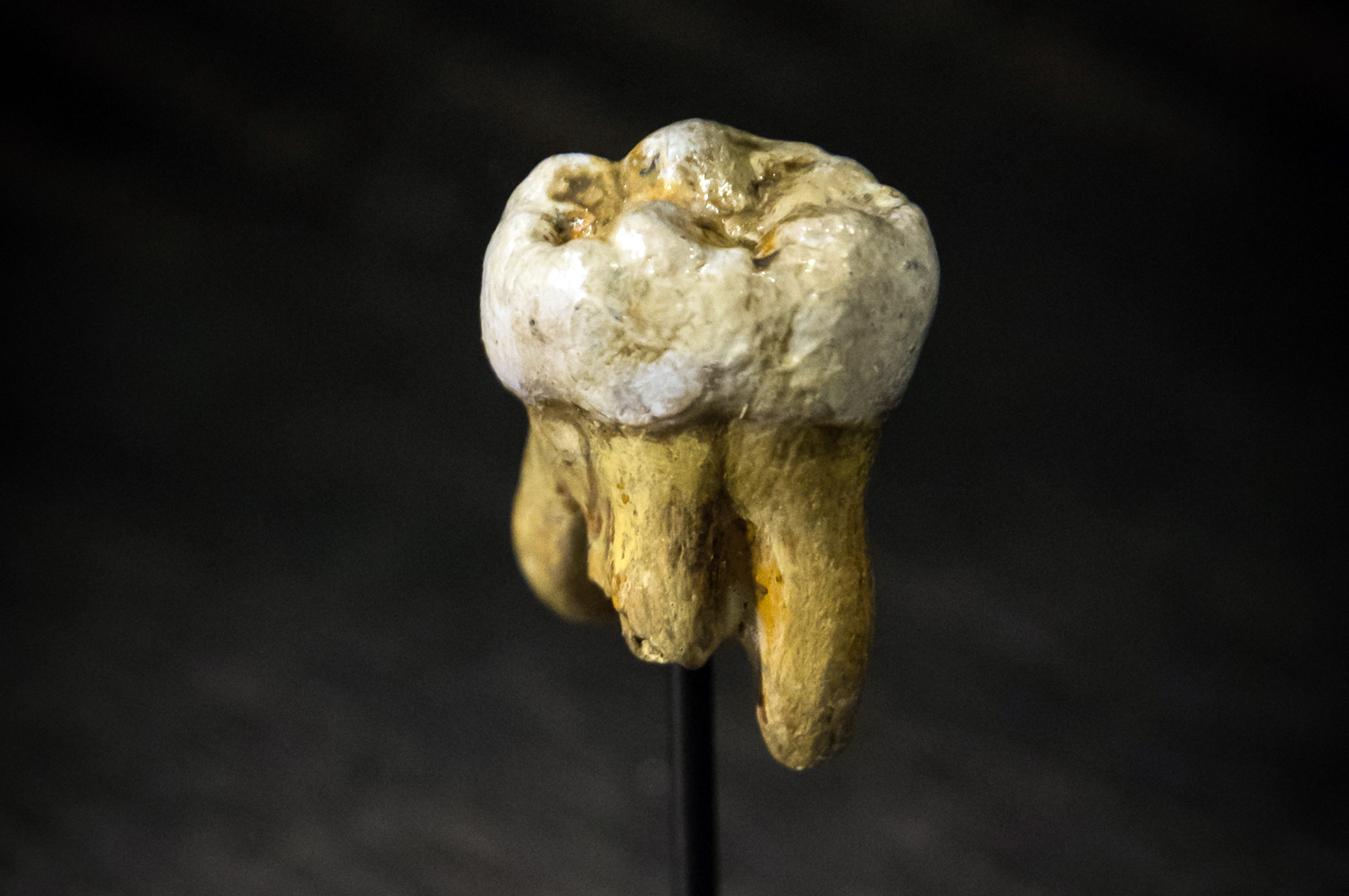 Odczytano najstarszy genom denisowianina. Zdradził związki i komunikację