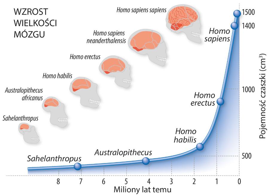 Wzrost wielkości mózgu.