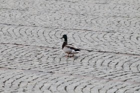 Wokół Pałacu Prezydenckiego kordony służb. Nie prześlizgnie się żaden nieproszony gość. Prawie żaden...