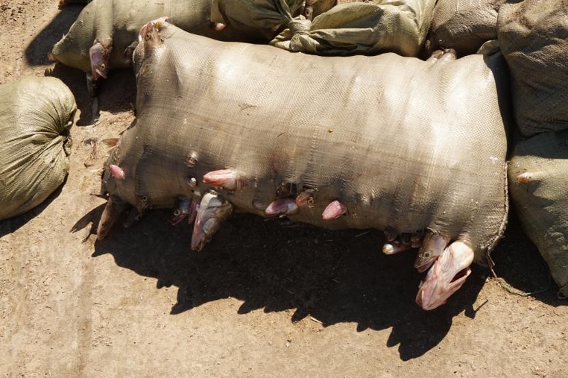 Spadek zasolenia w Małym Aralu przywrócił mu ryby, z których żyją całe rodziny. Tu sandacze na sprzedaż.